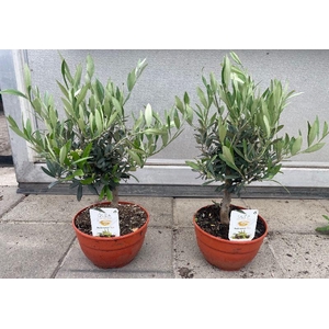 Olea europaea (Olijf) schaal