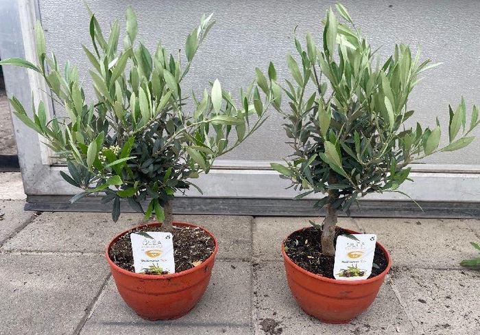 <h4>Olea europaea (Olijf) schaal</h4>