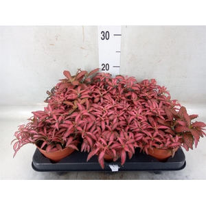 Fittonia verschaf. 'Forest Flame'
