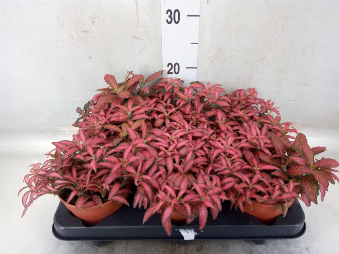 <h4>Fittonia verschaf. 'Forest Flame'</h4>