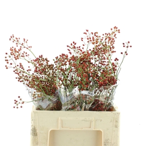 Rosa Corallo Orange Red