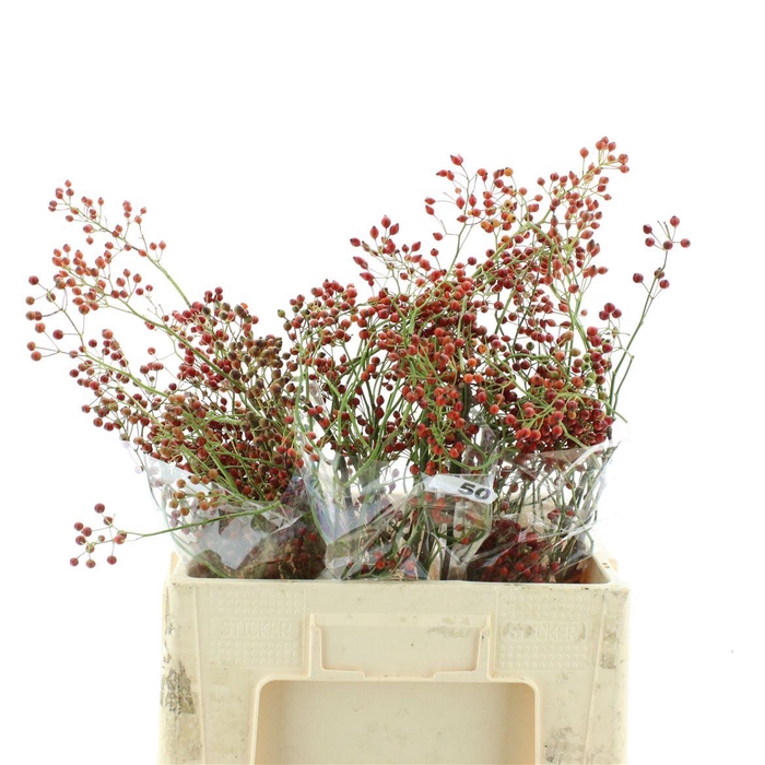 <h4>Rosa Corallo Orange Red</h4>