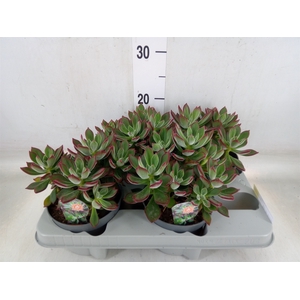 Echeveria pulvinata 'Devotion'