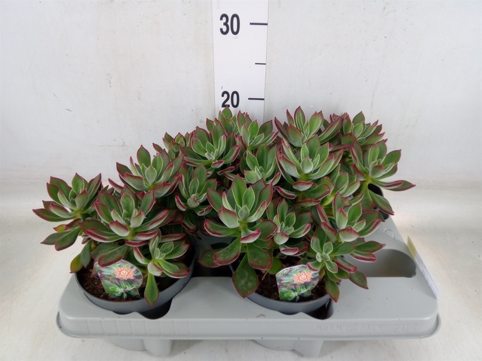 <h4>Echeveria pulvinata 'Devotion'</h4>