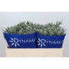 Eryngium Silver Dynamite