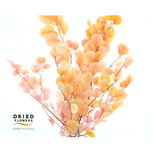 DRIED BLEACHED EUCALYPTUS POPULUS CHERRY BLOS*