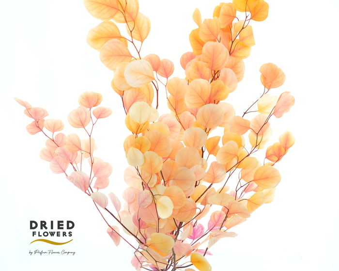 <h4>Dried Bleached Eucalyptus Populus Cherry Blossming</h4>