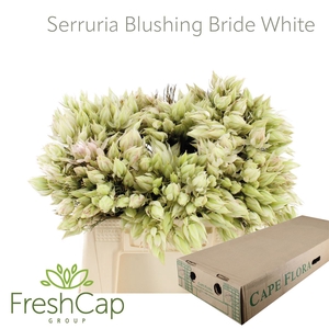 Serruria Blushing Brides White 4-5 Flwr