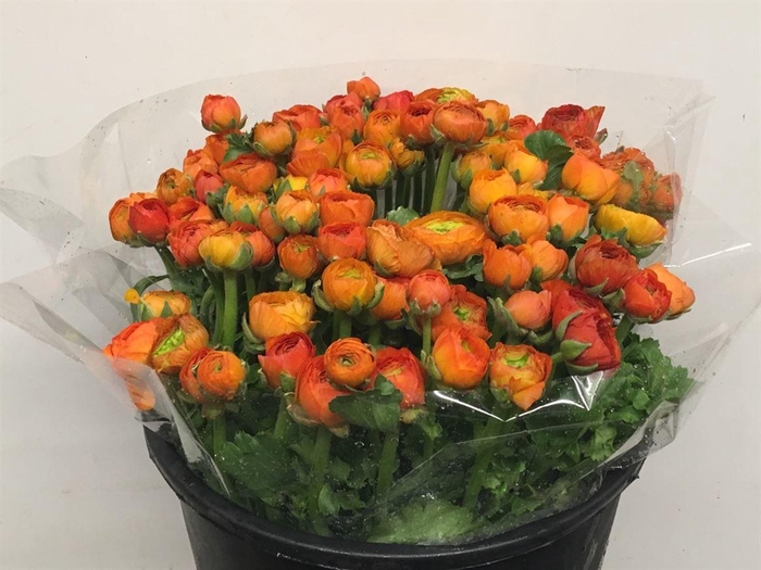 <h4>Ran El Orange Super</h4>