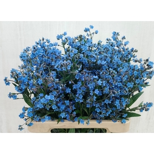CYNOGLOSSUM AMABI ZD