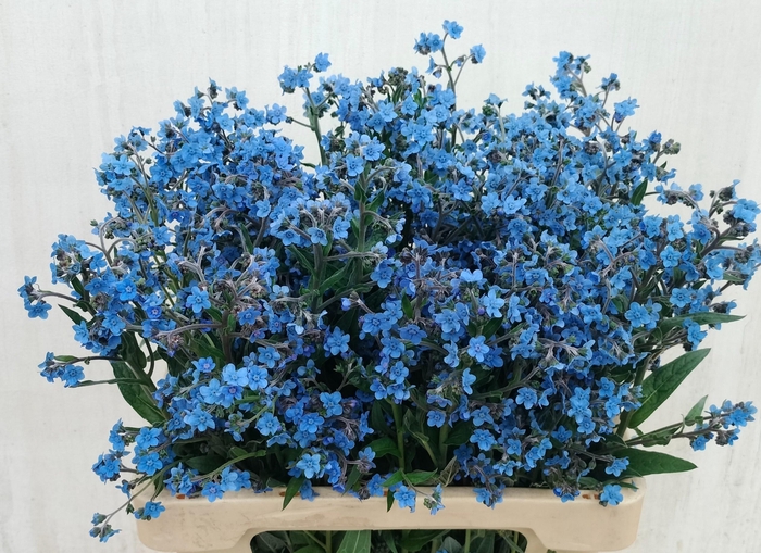 <h4>CYNOGLOSSUM AMABI ZD</h4>