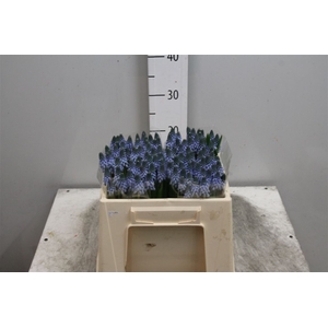 Muscari Carola