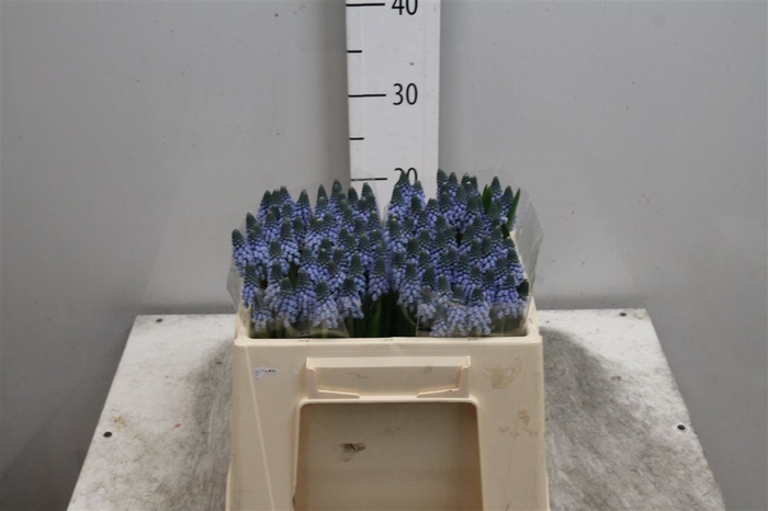 <h4>Muscari Carola</h4>