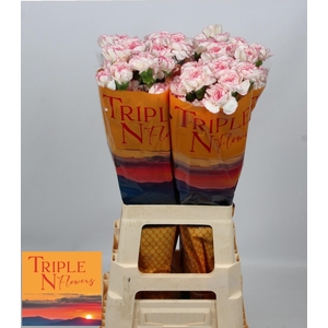 DI ST PASTEL DAMASCU