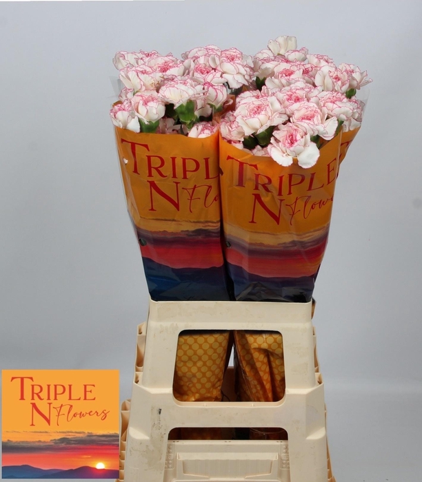 <h4>DI ST PASTEL DAMASCU</h4>