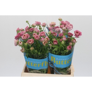 Ranunculus Butterfly Jupiter