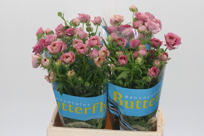 <h4>Ranunculus Butterfly Jupiter</h4>