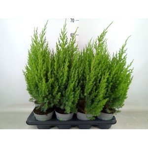 Juniperus chinensis 'Stricta'