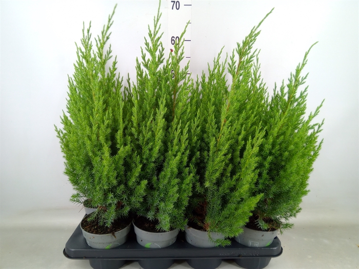 <h4>Juniperus chinensis 'Stricta'</h4>