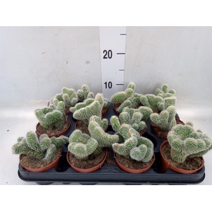 Cleistocactus strausii