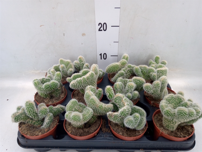 <h4>Cleistocactus strausii</h4>