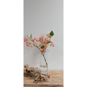 BOUGAINVILLEA BUNDLE PINK BK770001P L40