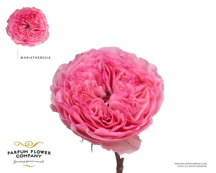 <h4>Rosa Garden Mariatheresia</h4>