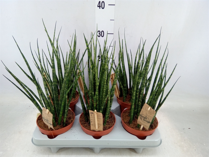 <h4>Sansevieria  'Fernwood'</h4>