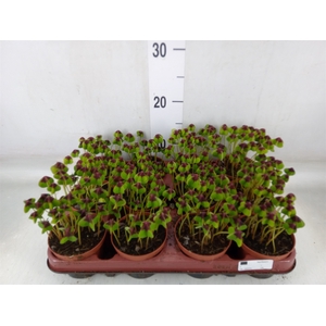 Oxalis deppei