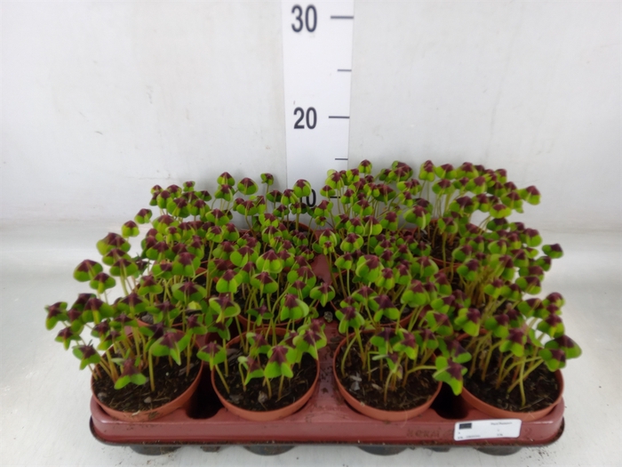 <h4>Oxalis deppei</h4>