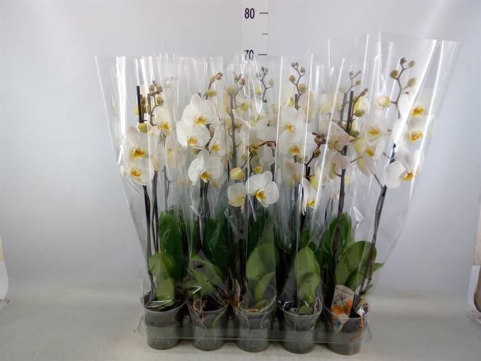 <h4>Phalaenopsis   ...</h4>