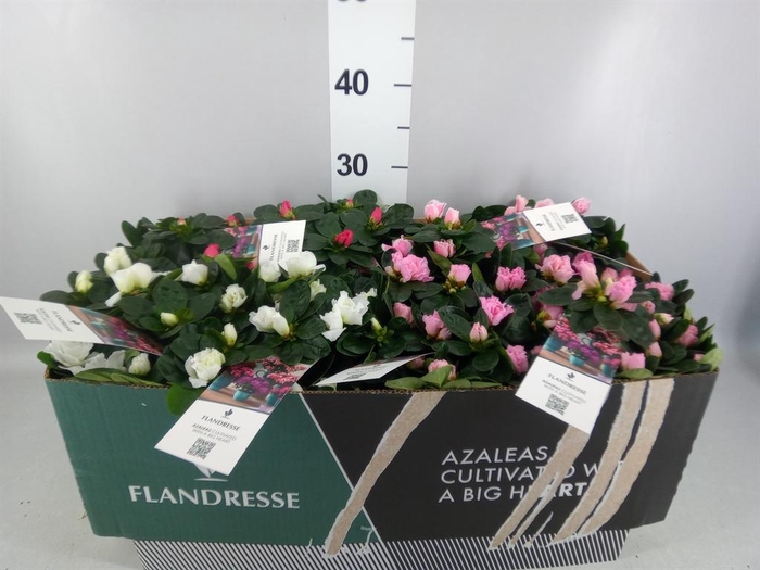 <h4>Rhododendron sim.   ...mix</h4>