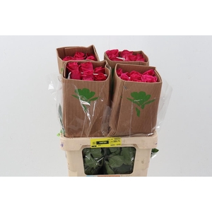 R Gr Pink Floyd Box Fu