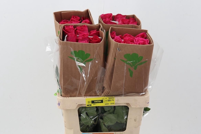 <h4>R Gr Pink Floyd Box Fu</h4>