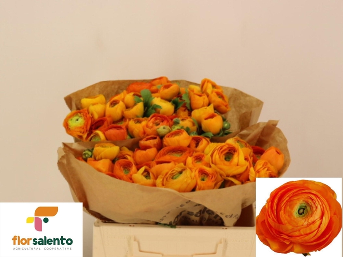 <h4>RAN EL ORANGE</h4>