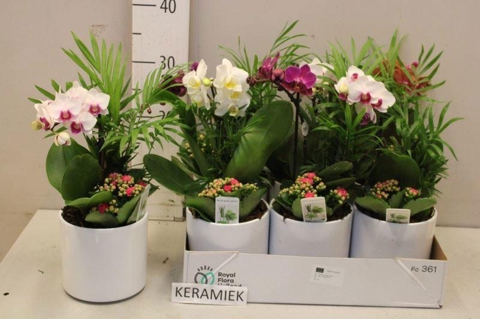 <h4>ARR KAMERPL BLOEI</h4>