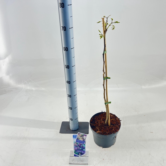<h4>Albizia julibrissin 'Summer Chocolate' PBR</h4>