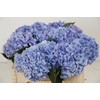 Hydrangea hilde moorhof
