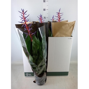 Aechmea  'Blue Rain'