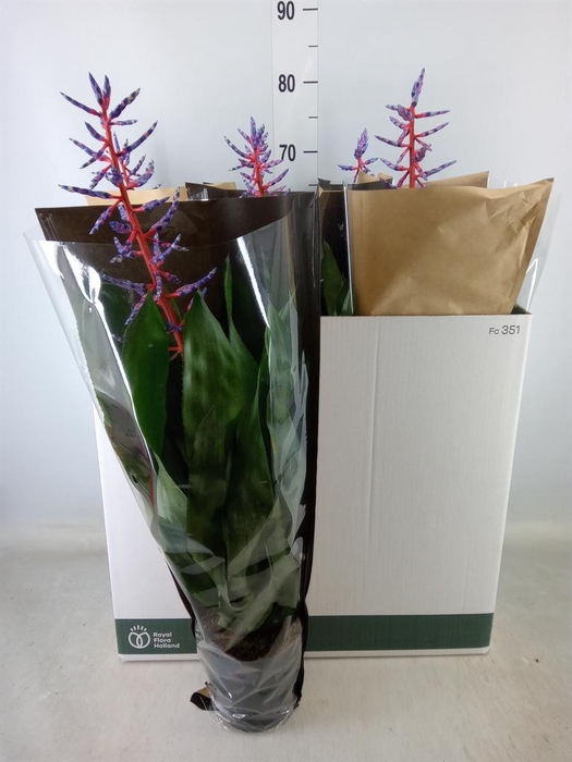 <h4>Aechmea  'Blue Rain'</h4>