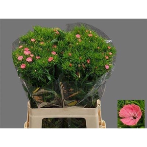 Di Barb S Will Coral