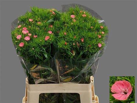 <h4>Di Barb S Will Coral</h4>