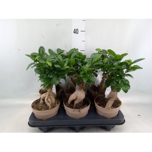 Ficus microcarpa 'Ginseng'