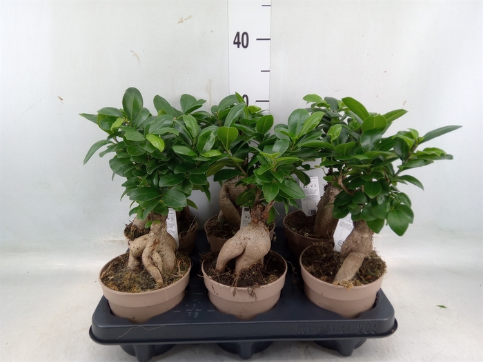 <h4>Ficus microcarpa 'Ginseng'</h4>