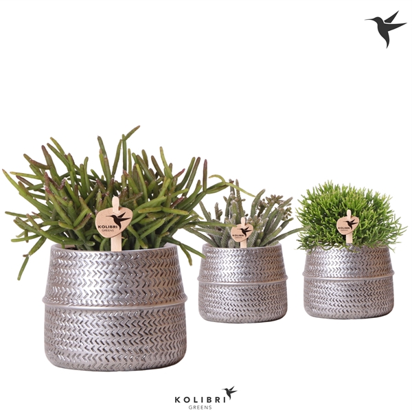 <h4>Kolibri Greens Rhipsalis mix in Groove pot silver</h4>