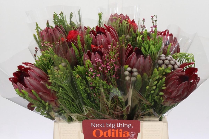 <h4>BQ Protea Sharon SFB</h4>