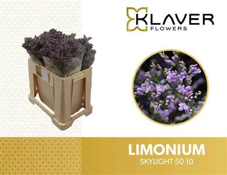 <h4>Lim Ov Skylight</h4>