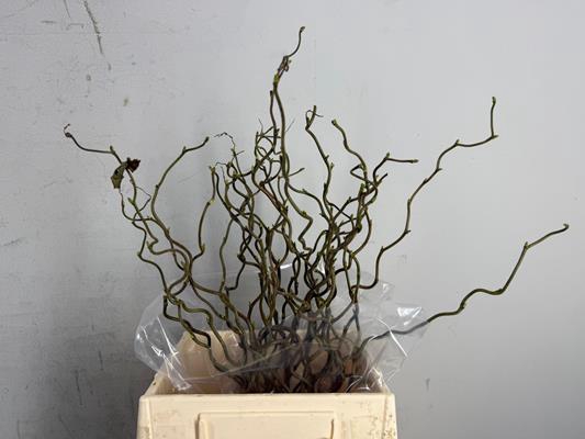 <h4>Corylus (1-jarig)</h4>