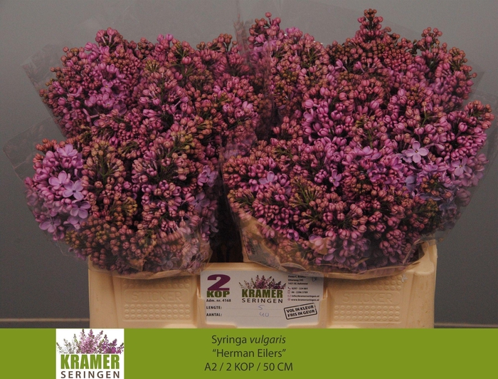 <h4>SYR V HERMAN EILERS</h4>