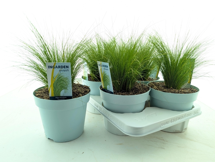 <h4>STIP TE PONYTAILS</h4>